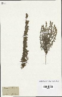 spécimen de Artemisia pontica