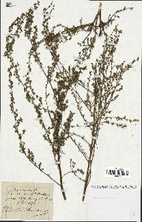 spécimen de Artemisia sp.