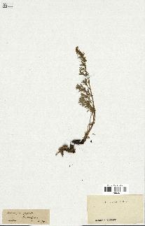 spécimen de Artemisia campestris
