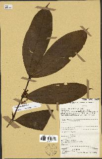 spécimen de Coffea brevipes