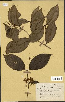 spécimen de Coffea sp.
