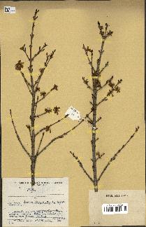 spécimen de Coffea sp.