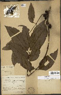 spécimen de Coffea arabica
