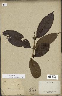 spécimen de Coffea arabica