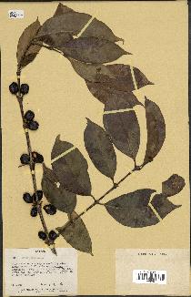 spécimen de Coffea arabica
