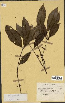 spécimen de Coffea congensis