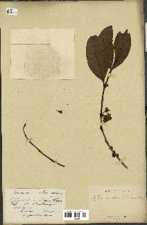 spécimen de Coffea arabica