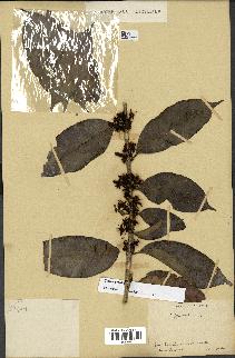 spécimen de Coffea arabica