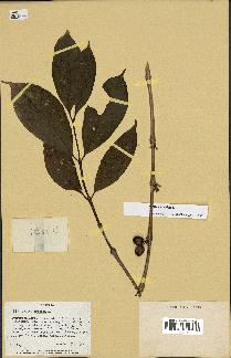 spécimen de Coffea arabica