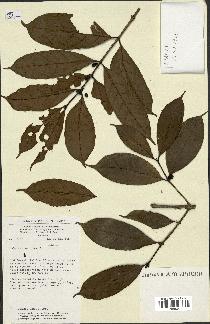 spécimen de Coffea arabica