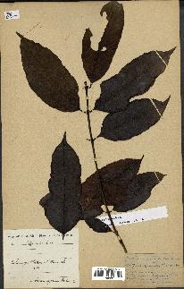 spécimen de Coffea arabica