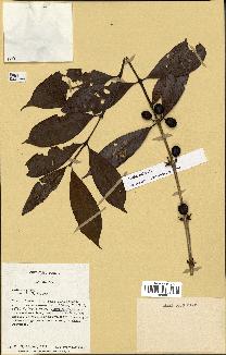 spécimen de Coffea arabica