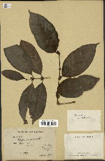 spécimen de Coffea arabica