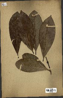 spécimen de Coffea liberica