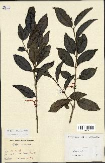 spécimen de Coffea arenesiana