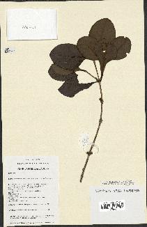 spécimen de Coffea ankaranensis