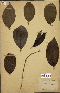 spécimen de Coffea arabica
