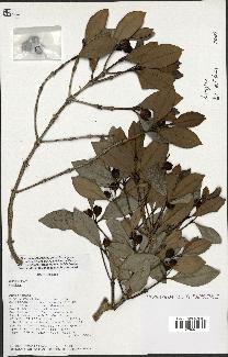spécimen de Coffea sp.