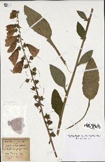 spécimen de Digitalis purpurea