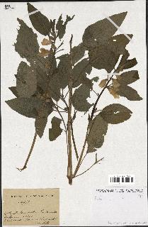 spécimen de Sesamum sp.