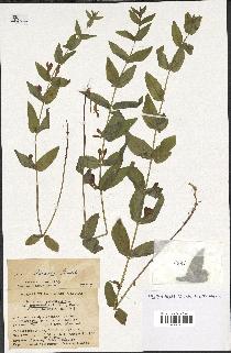 spécimen de Scutellaria galericulata