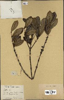 spécimen de Coffea campaniensis
