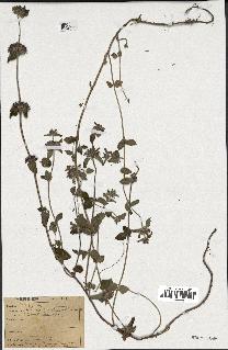 spécimen de Calamintha grandiflora