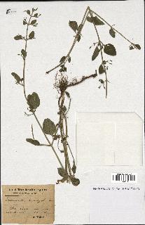 spécimen de Calamintha menthifolia