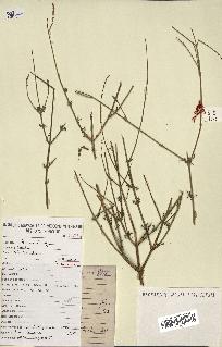 spécimen de Lavandula stricta