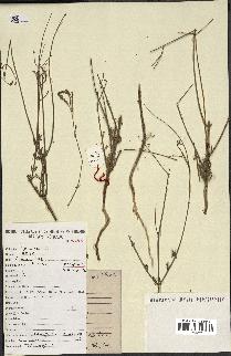 spécimen de Lavandula stricta