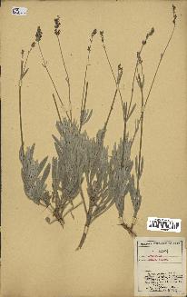 spécimen de Lavandula lanata