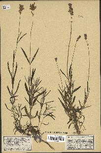 spécimen de Lavandula officinalis