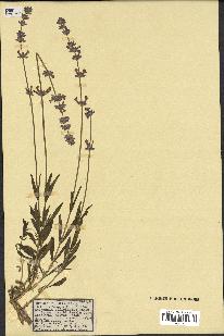 spécimen de Lavandula officinalis