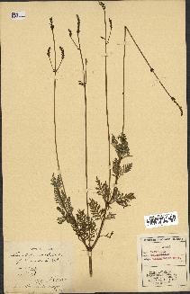 spécimen de Lavandula canariensis