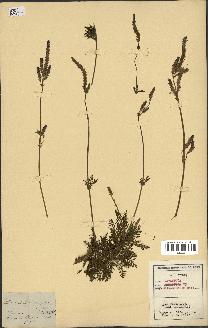 spécimen de Lavandula canariensis