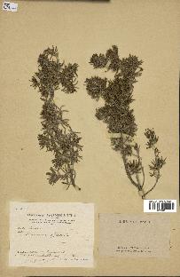 spécimen de Rosmarinus officinalis