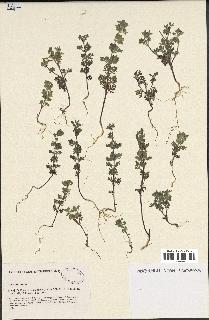 spécimen de Teucrium botrys