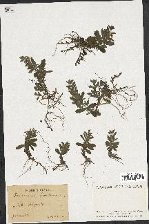 spécimen de Teucrium scordium