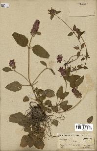 spécimen de Prunella vulgaris