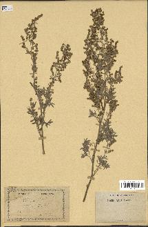 spécimen de Artemisia absinthium