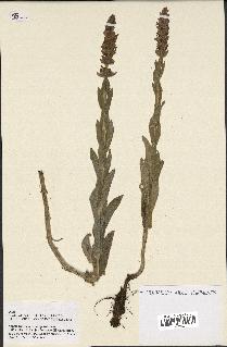 spécimen de Nepeta tuberosa