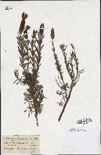 spécimen de Lavandula stoechas