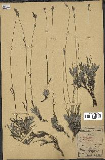 spécimen de Lavandula latifolia