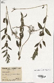 spécimen de Mentha canadensis