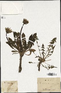 spécimen de Taraxacum commutatum