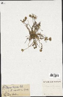 spécimen de Leontodon saxatilis