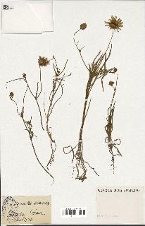 spécimen de Catananche arenaria