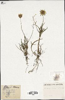 spécimen de Catananche arenaria