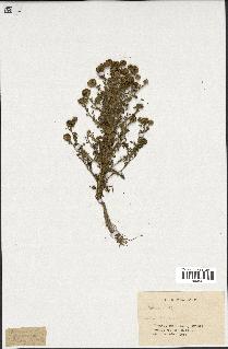 spécimen de Artemisia sp.