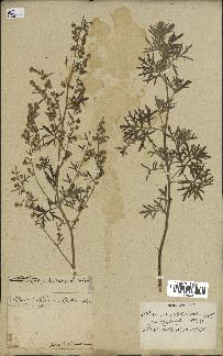 spécimen de Artemisia sp.